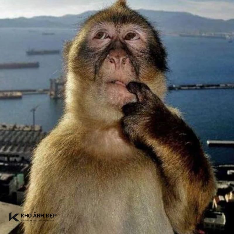 Meme thắc mắc với gương mặt ngơ ngác siêu buồn cười