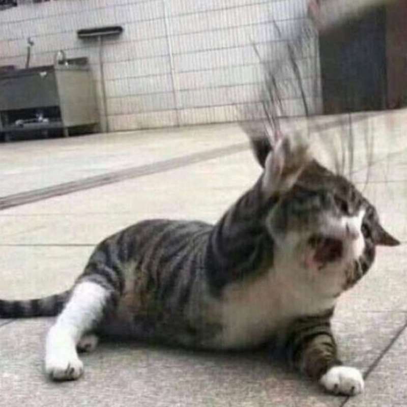 Meme mèo tuyệt vọng