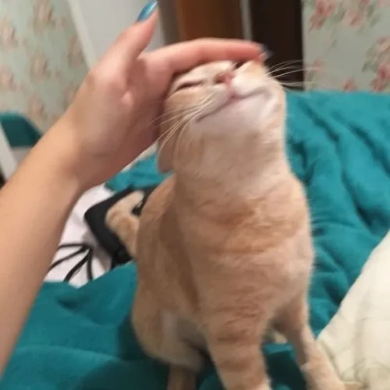 Meme xoa đầu mèo dễ thương đang hưởng thụ