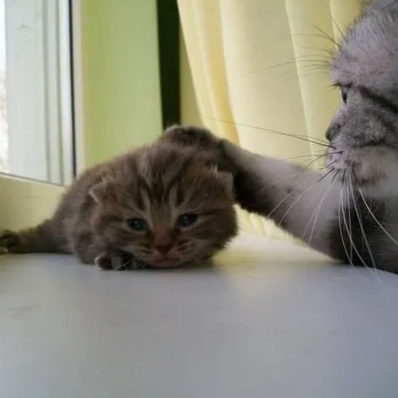 Meme xoa đầu mèo cute khiến ai cũng tan chảy