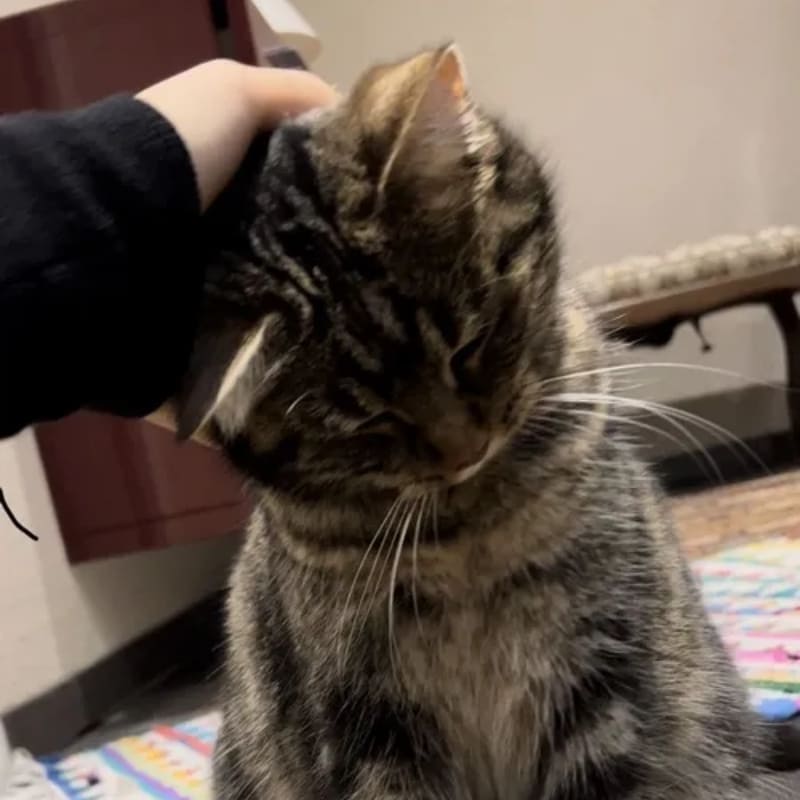 Meme mèo cute biểu cảm vui nhộn khi xoa đầu