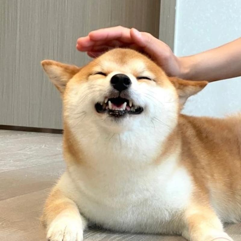 Hình chó hưởng thụ khi được vuốt đầu