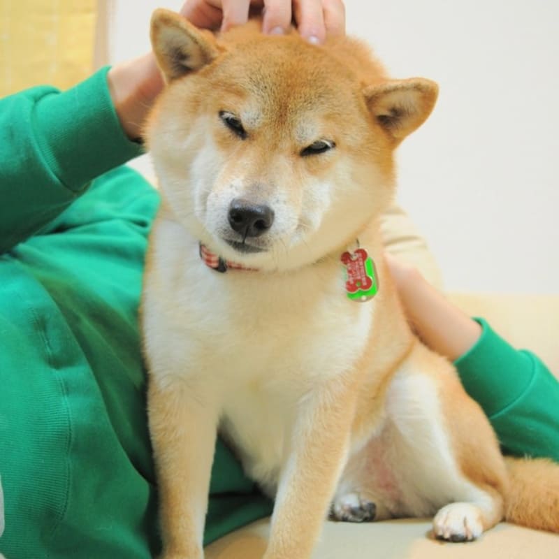 Chó Shiba được xoa đầu cực kỳ viral
