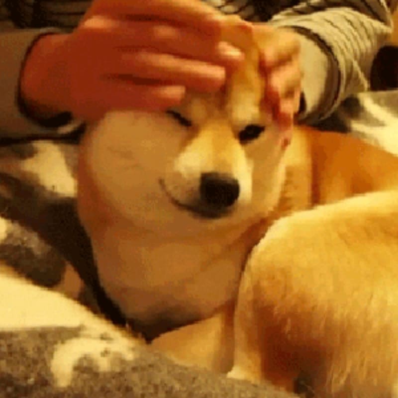 Ảnh meme chó xoa đầu siêu hài hước