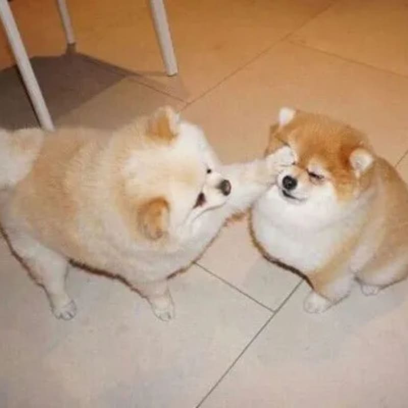 Meme chó vui vẻ khi được vuốt ve