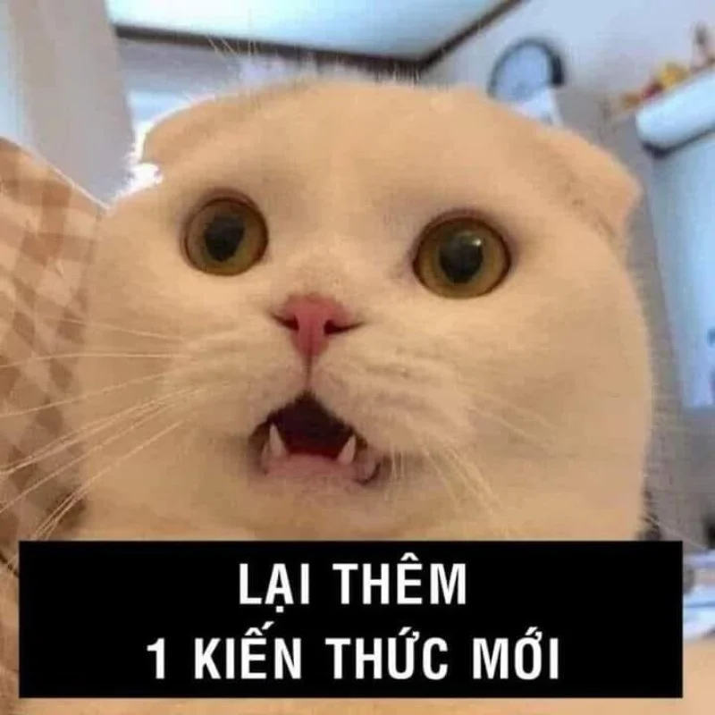 Meme mèo ngạc nhiên mở mang tầm mắt