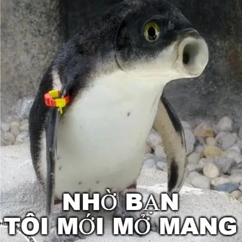 Cá mở mang meme há mồm ngạc nhiên