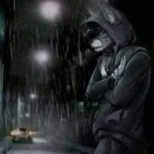 sói cô đơn đứng giữa trời mưa
