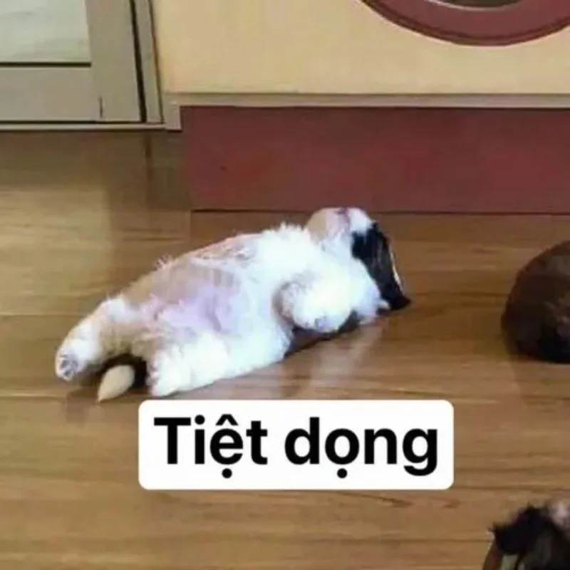 Mèo meme "Tiệt vọng" nằm ngửa trên sàn gỗ, biểu cảm chán nản, tuyệt vọng đến mức bất động