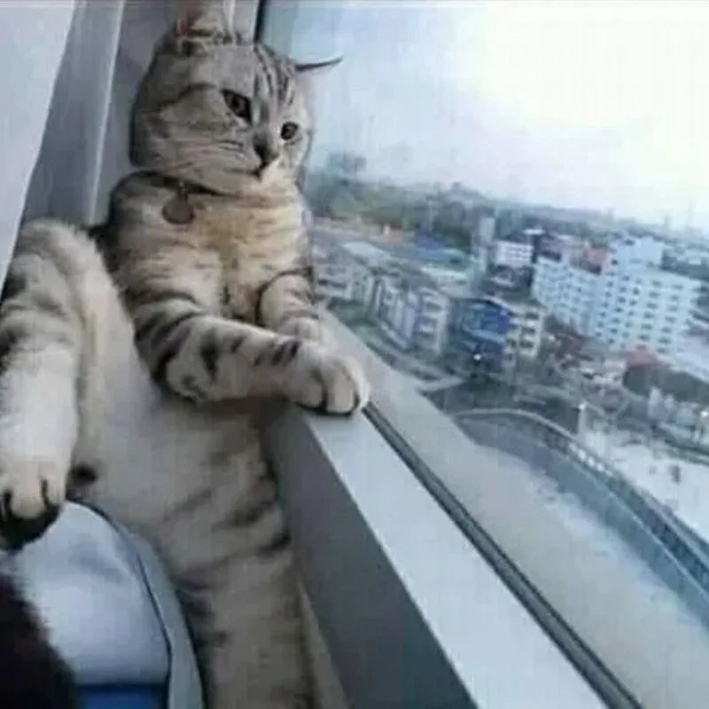 Mèo meme ngồi tựa cửa sổ nhìn ra khung cảnh thành phố với vẻ mặt chán nản