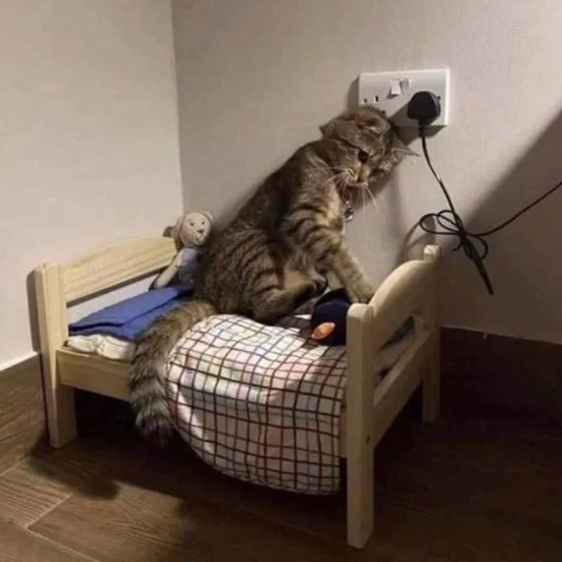 Mèo tabby chán nản tựa đầu vào ổ điện, ngồi trên chiếc giường nhỏ cạnh tường