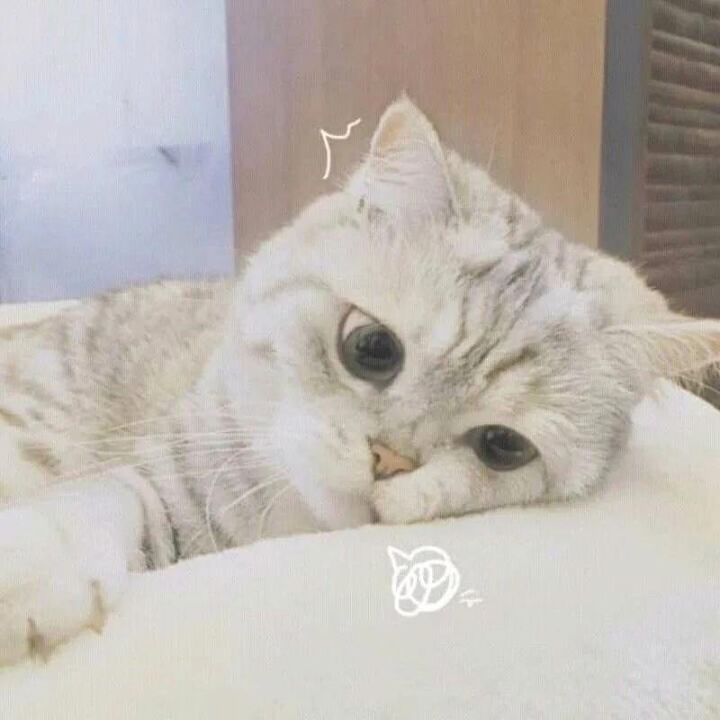 Mèo meme chán nản nằm dài, nhìn chằm chằm thể hiện sự mệt mỏi trên chiếc chăn trắng mềm mại