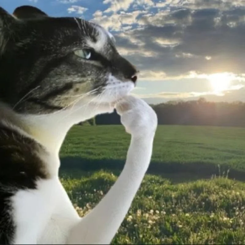 Mèo meme chán nản đặt chân lên cằm, nhìn xa xăm trên cánh đồng xanh lúc hoàng hôn