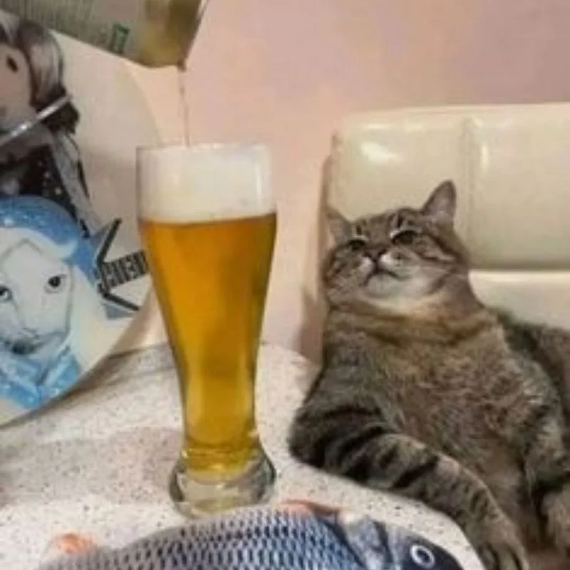 Mèo meme chán nản nằm nhìn ly bia đang rót trên bàn bếp