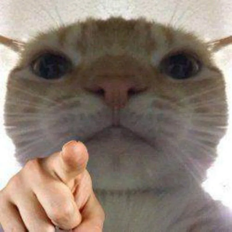 Meme mèo mặt nghiêm túc chỉ tay thẳng vào người xem.