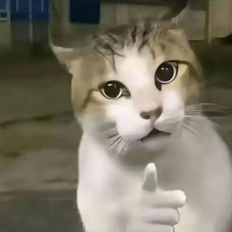 Meme mèo mắt long lanh chỉ tay vào người xem với biểu cảm ngơ ngác.