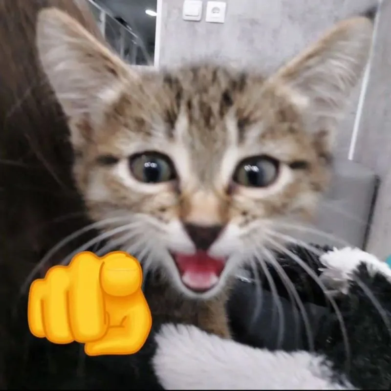 Meme mèo con mở miệng và chỉ tay vào người xem với vẻ hài hước.