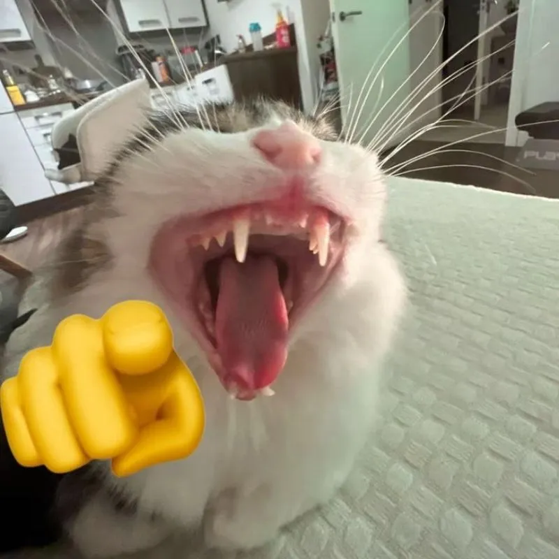 Meme mèo há miệng lớn và chỉ tay vào người xem đầy hài hước.