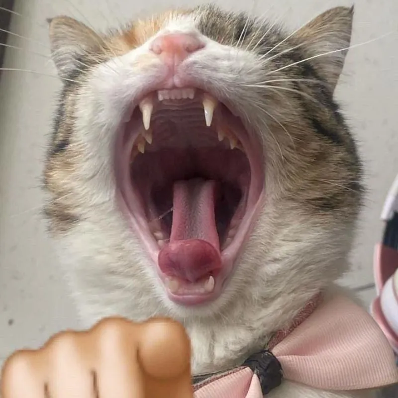 Meme mèo há miệng chỉ tay vào người xem với biểu cảm dữ dội.