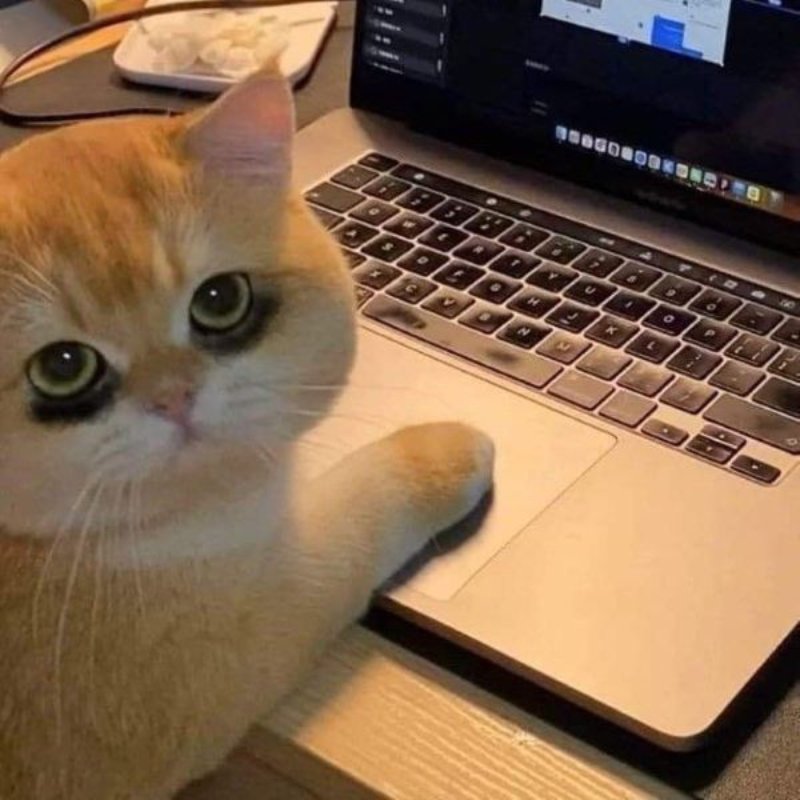 Meme mèo ghi chép thâu đêm mắt thâm như gấu trúc