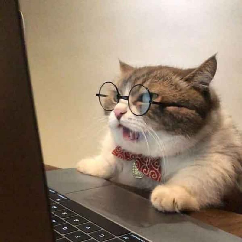Meme mèo đeo kính ghi chép trên laptop siêu nghiêm túc