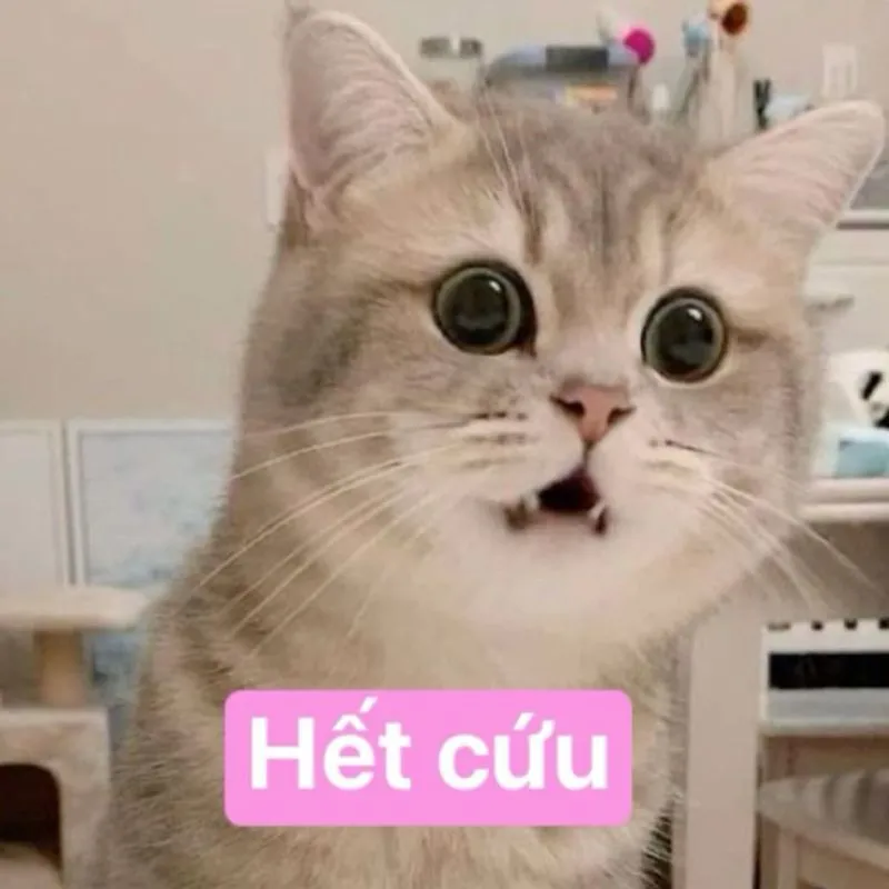 Meme chú mèo mướp mắt tròn xoe, miệng há hốc ngạc nhiên, chèn chữ 'Hết cứu' màu trắng trên nền hồng cánh sen