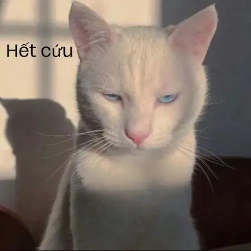 Meme chú mèo trắng mắt xanh dương nhắm hờ, vẻ mặt bất lực, chèn chữ 'Hết cứu' màu đen góc trên bên trái dưới ánh nắng