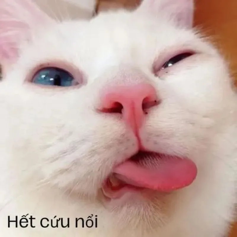 Meme chú mèo trắng lé mắt, mũi hồng, lưỡi thè ra một bên rất hài hước, chèn chữ 'Hết cứu nổi' màu đen phía dưới