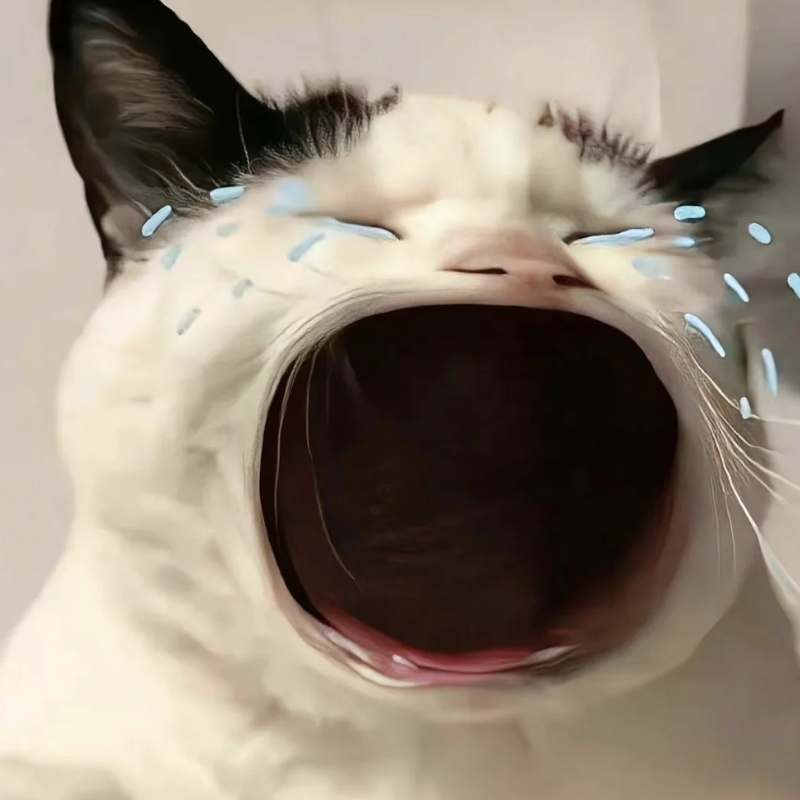 Ảnh meme mèo khóc dễ thương