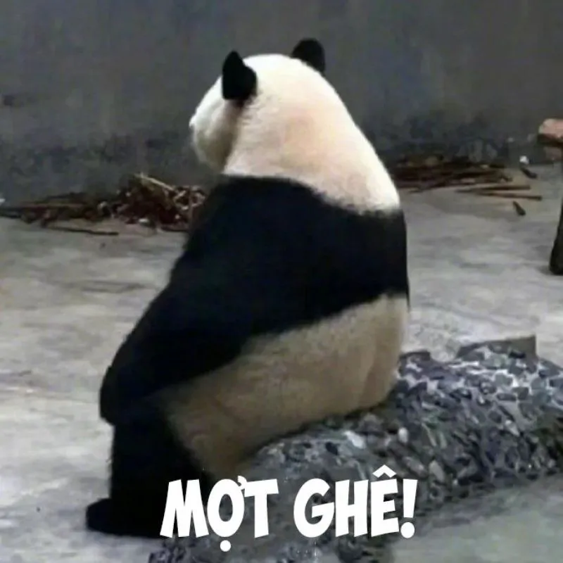 Hình ảnh meme một con gấu trúc đang ngồi quay lưng lại, trông buồn bã với dòng chữ "MỘT GHÊ!"
