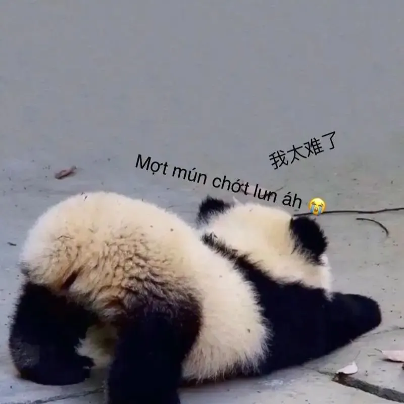 Hình ảnh meme một con gấu trúc nhỏ đang nằm ườn ra sàn, trông kiệt sức với dòng chữ "Mệt mún chớt lun á".