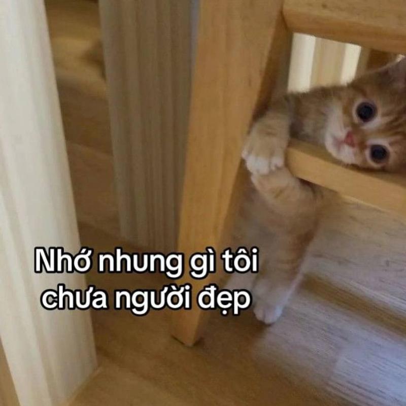 meme nhớ crush