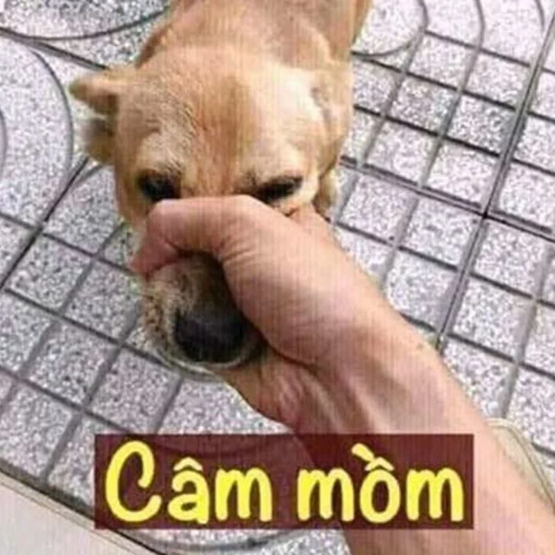 meme bóp mồm chó