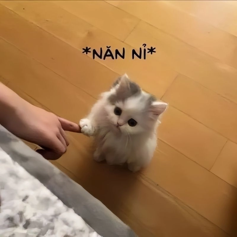 Meme chú mèo con lông xù ngước mắt nắm tay chủ nhân năn nỉ