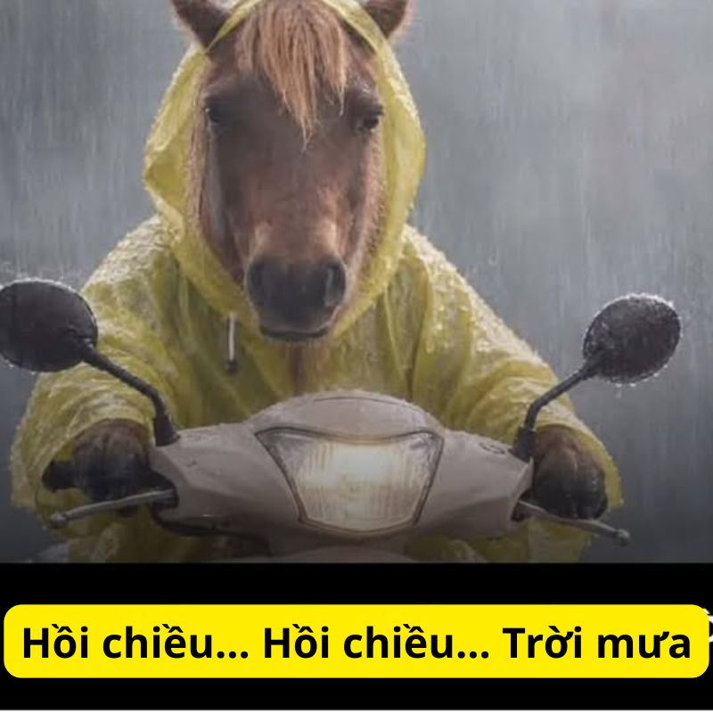 meme hoi chieu troi mua 1