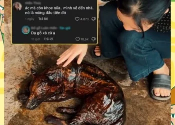 gỗ xà cừ meme