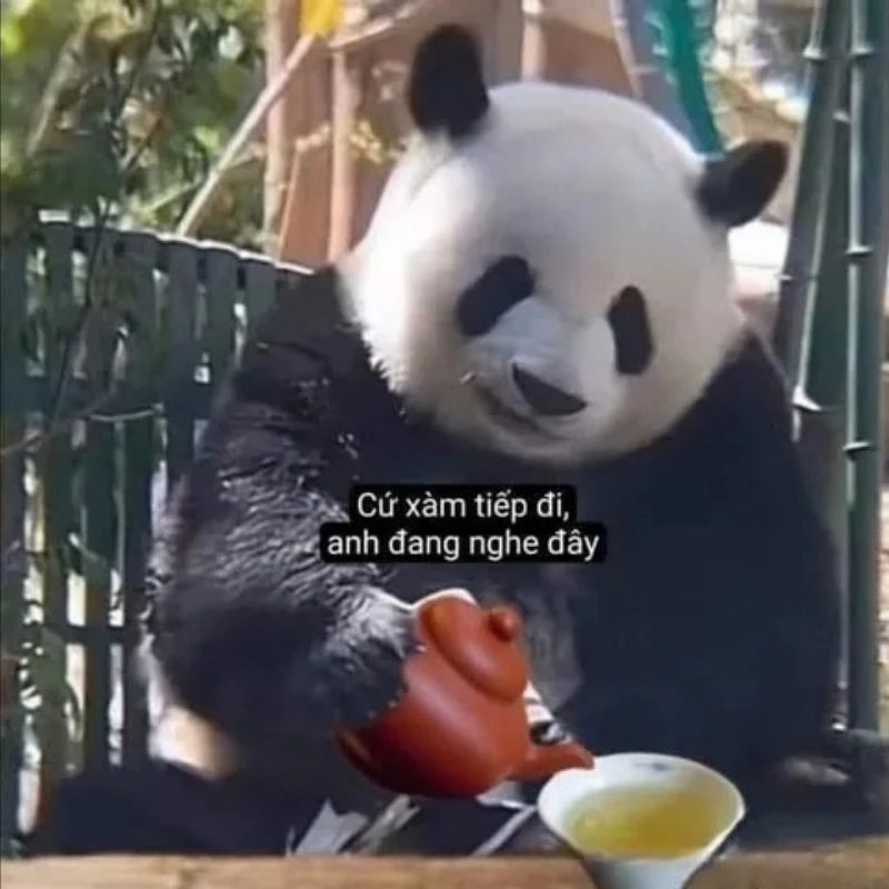 Meme gấu trúc hóng hớt