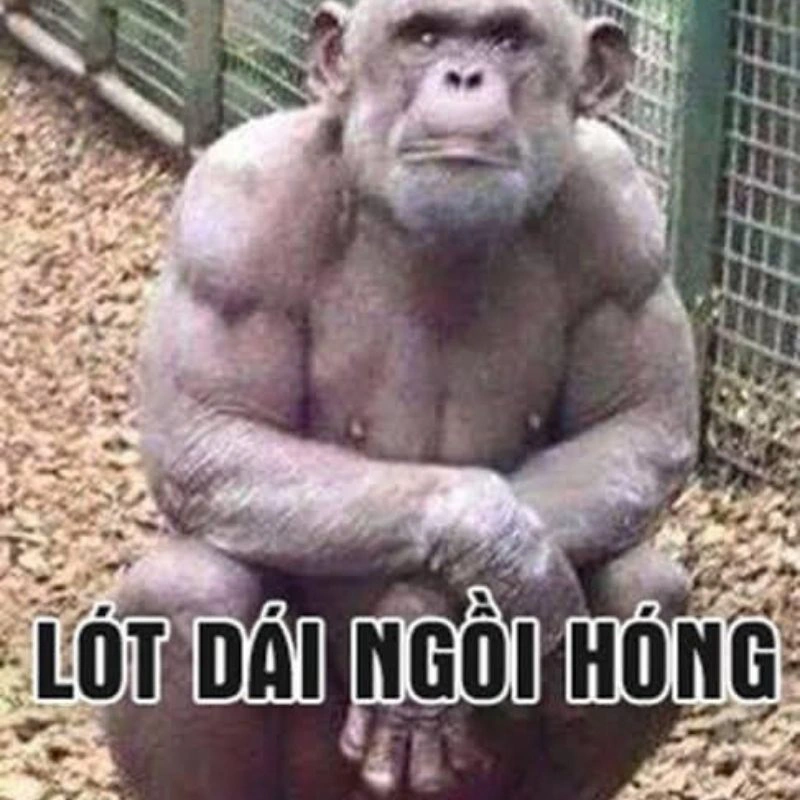 Ảnh chế con khỉ lót dái ngồi hóng