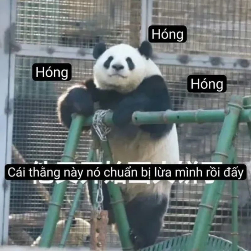 Ảnh chế gấu trúc tựa vào cây hóng hớt