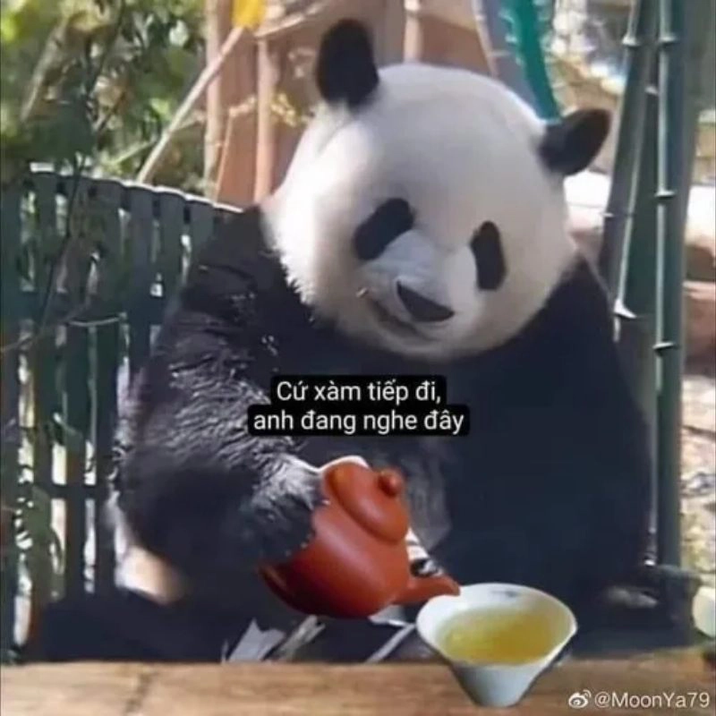 Meme gấu trúc hóng chuyện