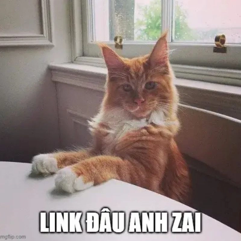 Chú mèo lông vàng đặt hai chân lên bàn chờ đợi xin link chia sẻ bài viết