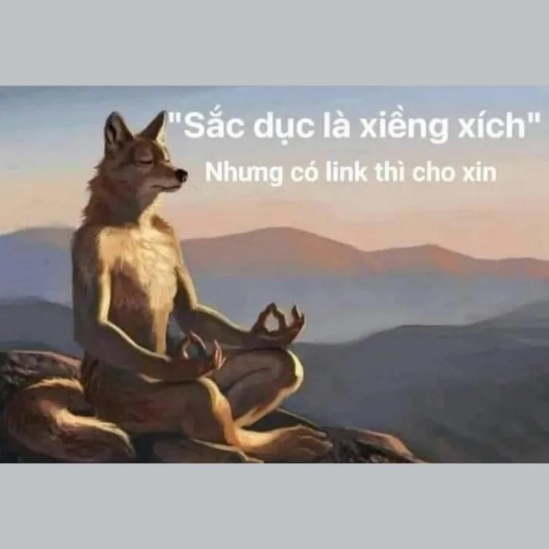 Chú cáo ngồi thiền trên núi chèn chữ châm biếm việc xin link dạo